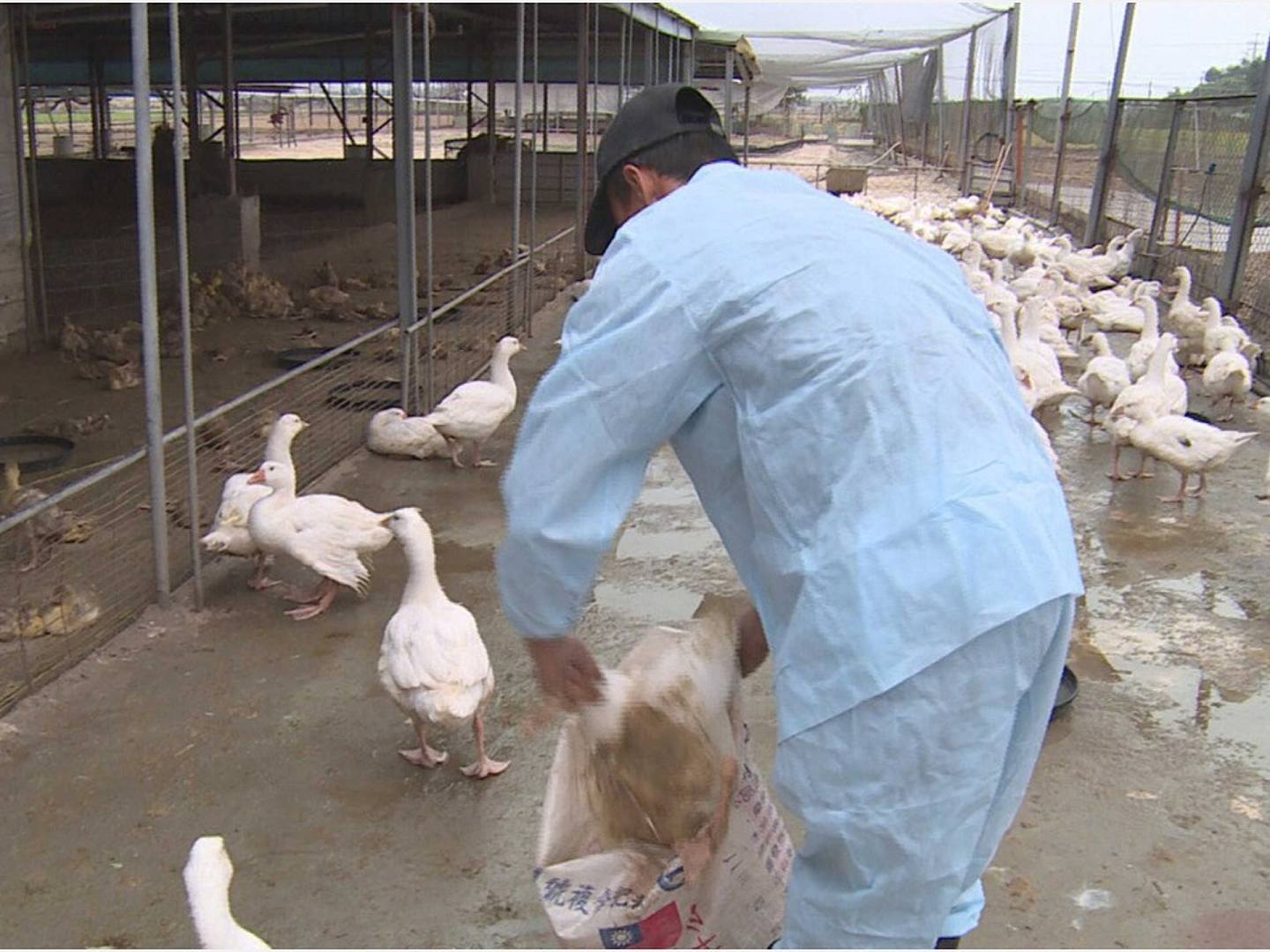 2015年1月13日，台湾嘉义县执行禽流感扑杀作业。