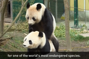 终于拍到熊猫嘿咻的画面，荷兰人民感动得要哭了...（组图） - 3