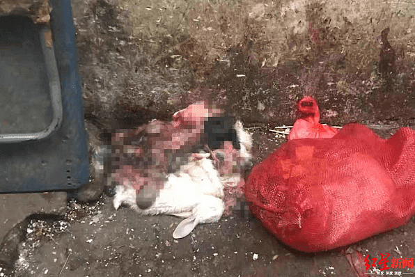 ↑西区六街尽头遗弃的动物尸体和内脏（2019年12月31日红星新闻记者走访时拍摄）。