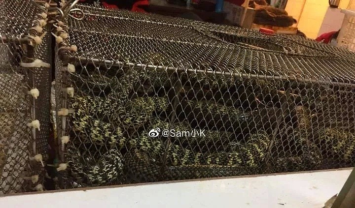 走私活体螃蟹，美海关截获3400磅中国大闸蟹，别再吃这些野味了！（组图） - 11
