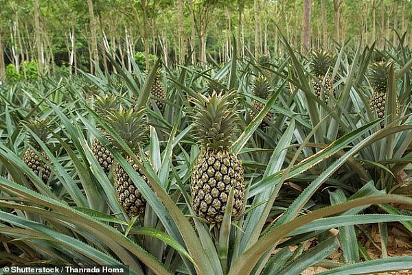 23844538-7927161-Growers_in_Queensland_are_shipping_off_more_than_70_000_pineappl-a-1_1579923735194.jpg,0