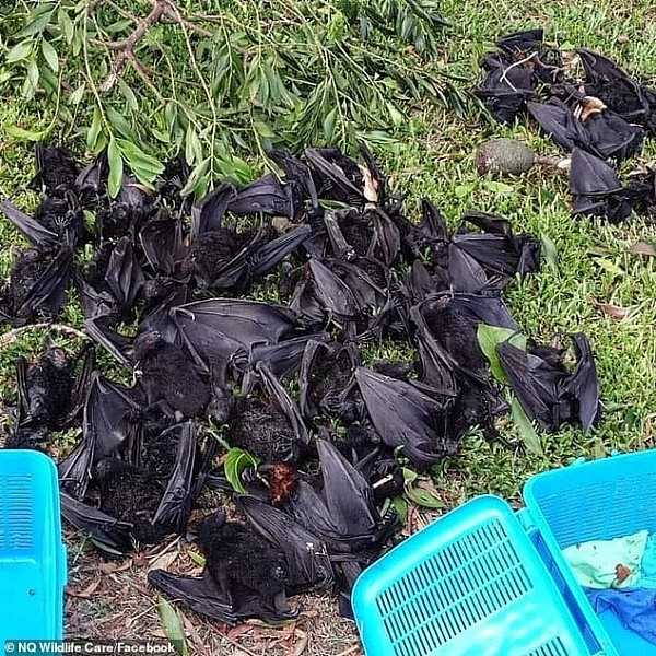 太恐怖！澳洲小镇被30万蝙蝠占领，天空黑压压，居民忐忑不安（视频） - 2