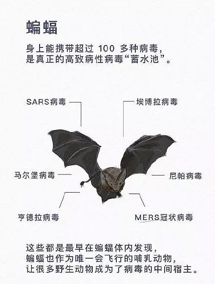 蝙蝠这种牛逼生物，不招惹人类已是万幸，为什么还有人敢吃它们（组图） - 1