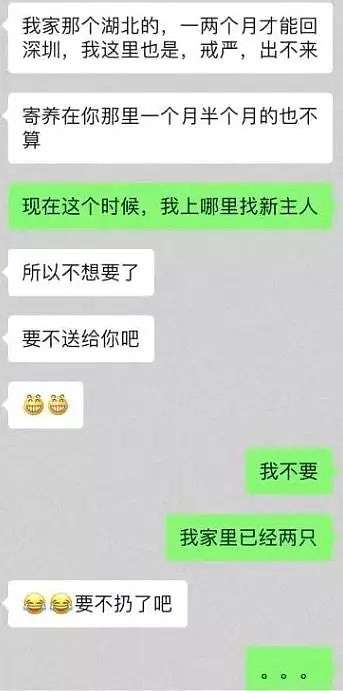 【宠物】武汉疫情爆出之后，全国大量猫猫狗狗都被遗弃... - 6