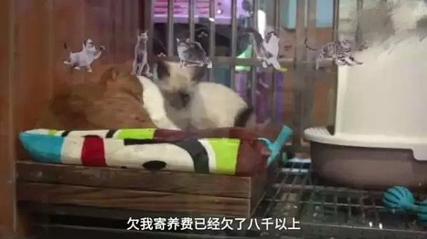 【宠物】武汉疫情爆出之后，全国大量猫猫狗狗都被遗弃... - 9