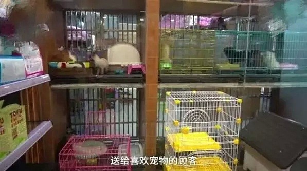 【宠物】武汉疫情爆出之后，全国大量猫猫狗狗都被遗弃... - 10