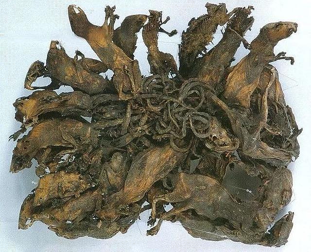 西方“鼠王”的恐怖传说，几十只老鼠尾巴交缠成的痛苦之轮