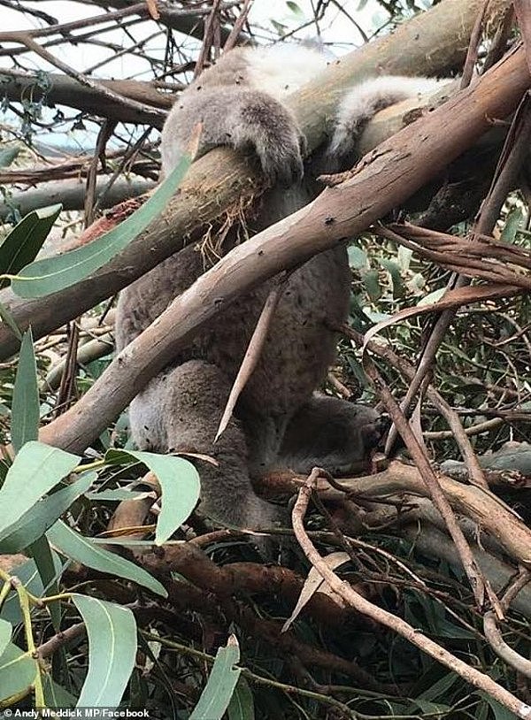 24185332-7956775-Wildlife_experts_estimate_at_least_8_000_koalas_have_perished_in-a-8_1580607188519.jpg,0