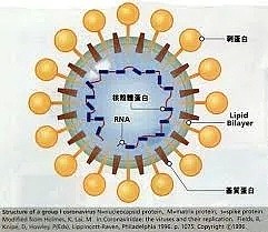 澳人注意！预防新冠肺炎，这件事比戴口罩更重要！专家：这些地方都要注意（组图） - 5