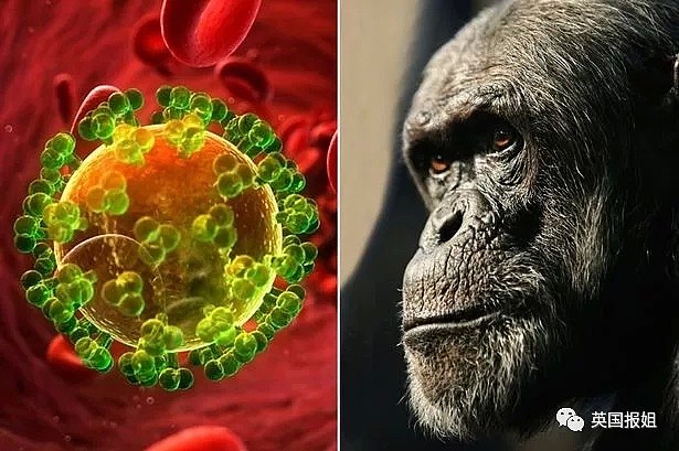 SARS、禽流感、新冠…会杀人的病毒为何总来自动物？（组图） - 5