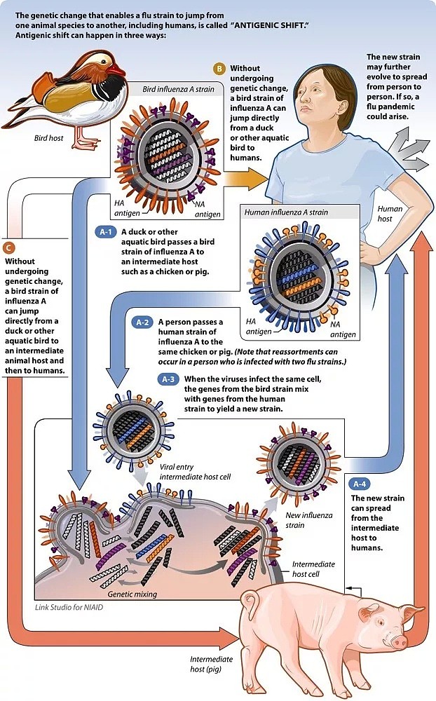 SARS、禽流感、新冠…会杀人的病毒为何总来自动物？（组图） - 9