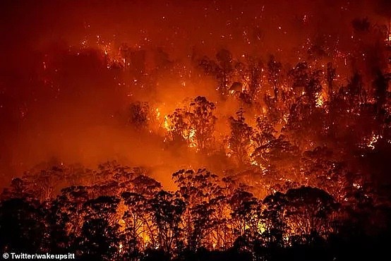 65万只蝙蝠入侵城市！澳洲大火还没灭又要遭受一场生态灾难（组图） - 33