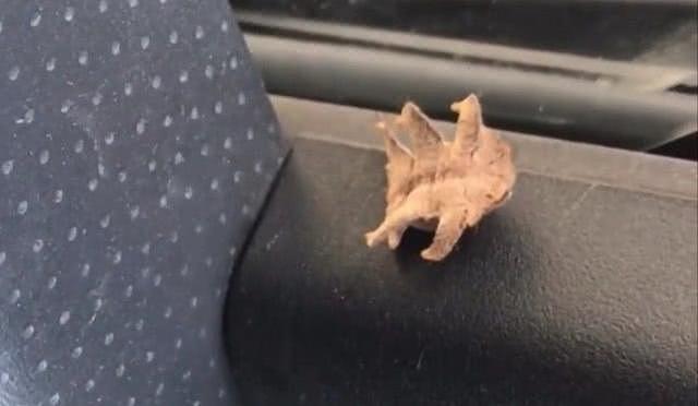 美国男子在车里发现一只“外星物种”：头像铲子，六条腿，浑身毛