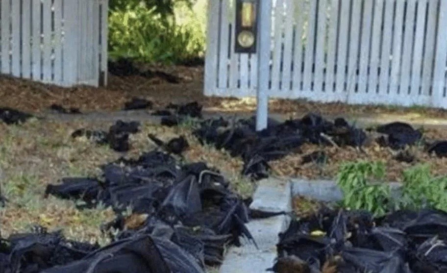 武汉疫情17天后，澳洲30万蝙蝠尸横遍野！有一个真相，终于藏不住了...（组图） - 9