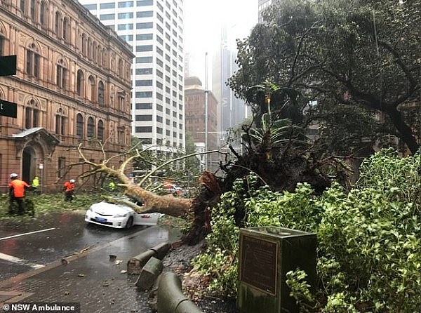 大树被狂风刮倒，出租车在悉尼CBD被砸！4人紧急送医（组图） - 2