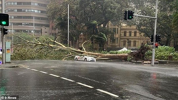 大树被狂风刮倒，出租车在悉尼CBD被砸！4人紧急送医（组图） - 1