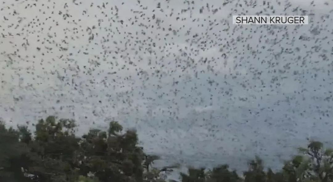 澳洲天空突然出现数十万只蝙蝠，究竟怎么一回事？华人恐慌不已...（组图） - 1