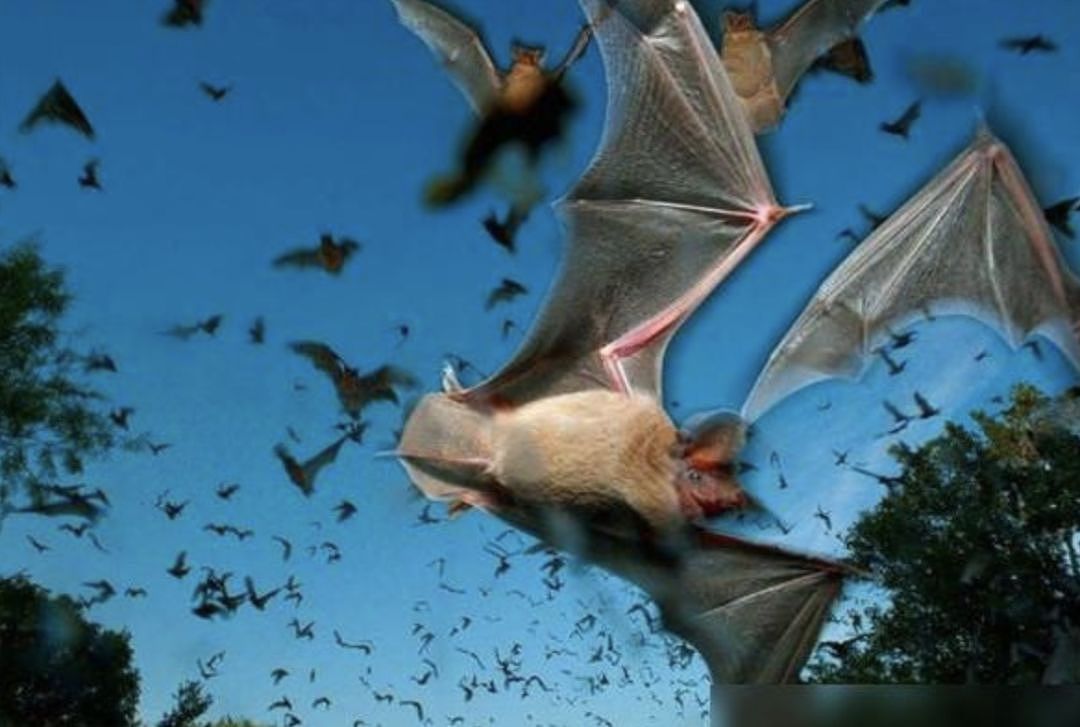 澳洲天空突然出现数十万只蝙蝠，究竟怎么一回事？华人恐慌不已...（组图） - 4