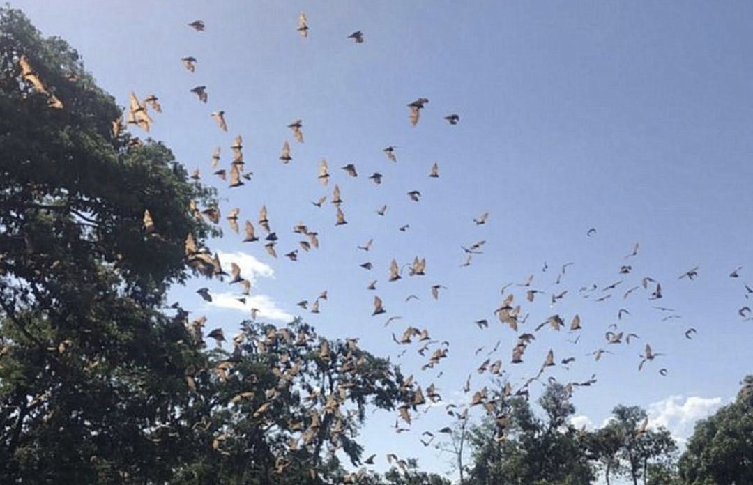 澳洲天空突然出现数十万只蝙蝠，究竟怎么一回事？华人恐慌不已...（组图） - 7