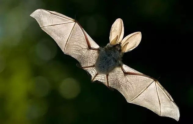 “蝙蝠，这个锅不背”，BBC这部纪录片为“第一背锅侠”鸣冤正名（组图） - 5