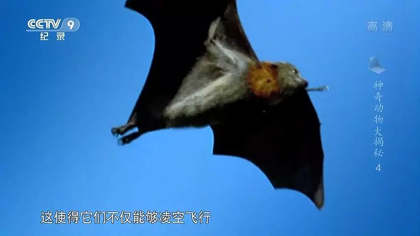 “蝙蝠，这个锅不背”，BBC这部纪录片为“第一背锅侠”鸣冤正名（组图） - 4