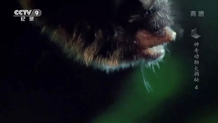 “蝙蝠，这个锅不背”，BBC这部纪录片为“第一背锅侠”鸣冤正名（组图） - 7