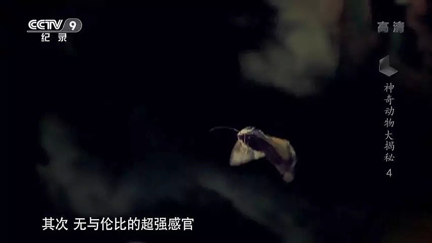 “蝙蝠，这个锅不背”，BBC这部纪录片为“第一背锅侠”鸣冤正名（组图） - 8