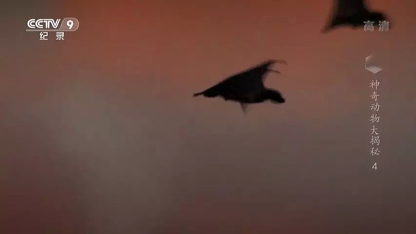 “蝙蝠，这个锅不背”，BBC这部纪录片为“第一背锅侠”鸣冤正名（组图） - 10