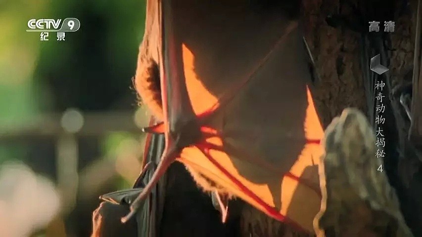 “蝙蝠，这个锅不背”，BBC这部纪录片为“第一背锅侠”鸣冤正名（组图） - 11
