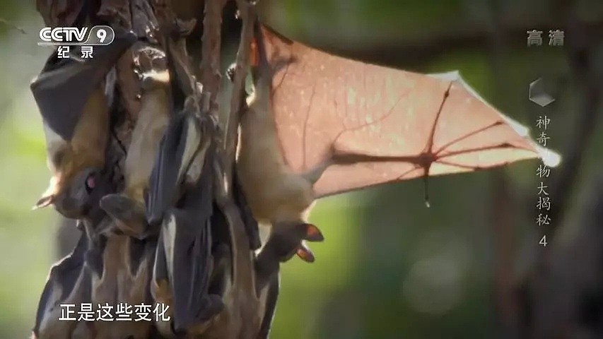“蝙蝠，这个锅不背”，BBC这部纪录片为“第一背锅侠”鸣冤正名（组图） - 12