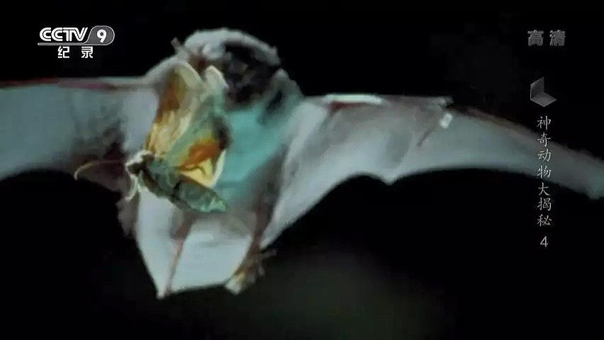 “蝙蝠，这个锅不背”，BBC这部纪录片为“第一背锅侠”鸣冤正名（组图） - 14