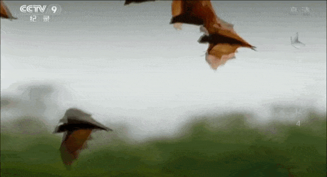 “蝙蝠，这个锅不背”，BBC这部纪录片为“第一背锅侠”鸣冤正名（组图） - 15