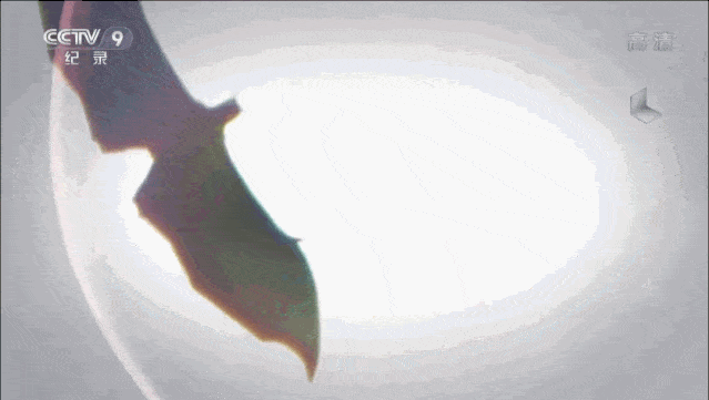 “蝙蝠，这个锅不背”，BBC这部纪录片为“第一背锅侠”鸣冤正名（组图） - 17