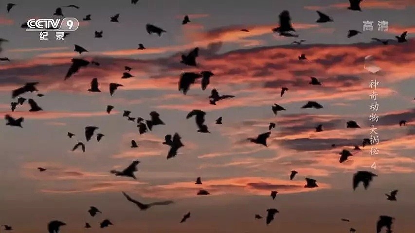 “蝙蝠，这个锅不背”，BBC这部纪录片为“第一背锅侠”鸣冤正名（组图） - 19