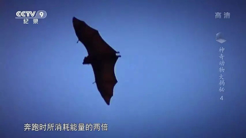“蝙蝠，这个锅不背”，BBC这部纪录片为“第一背锅侠”鸣冤正名（组图） - 20