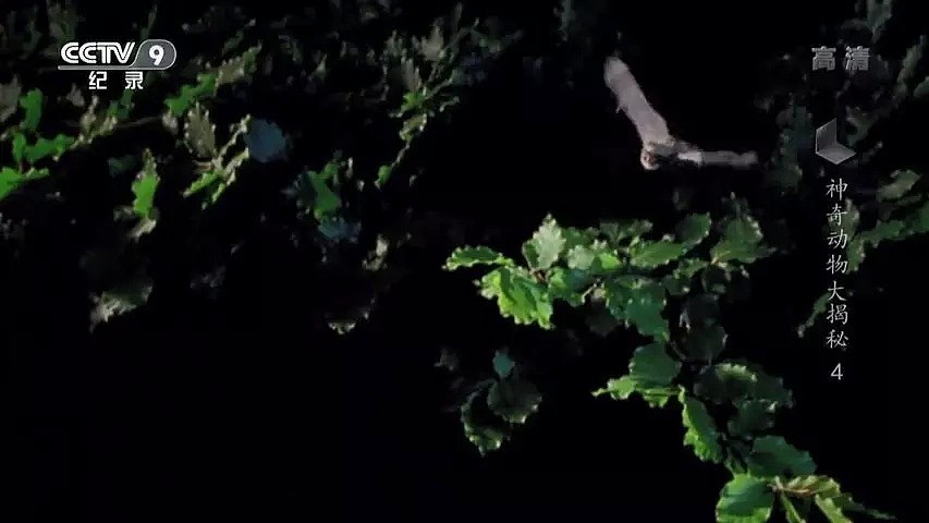 “蝙蝠，这个锅不背”，BBC这部纪录片为“第一背锅侠”鸣冤正名（组图） - 21