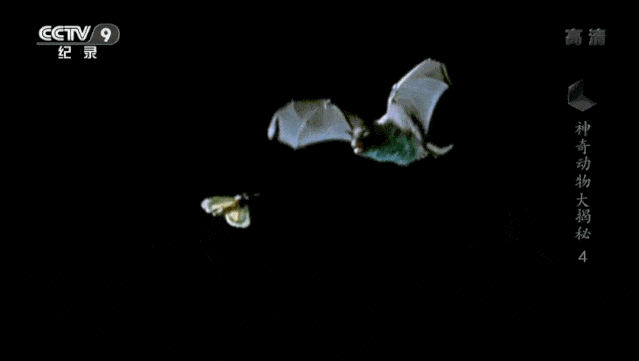 “蝙蝠，这个锅不背”，BBC这部纪录片为“第一背锅侠”鸣冤正名（组图） - 23