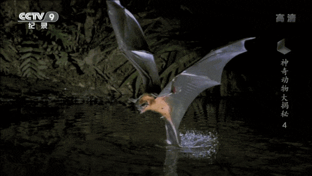 “蝙蝠，这个锅不背”，BBC这部纪录片为“第一背锅侠”鸣冤正名（组图） - 24