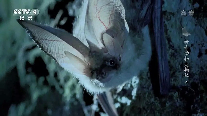 “蝙蝠，这个锅不背”，BBC这部纪录片为“第一背锅侠”鸣冤正名（组图） - 25