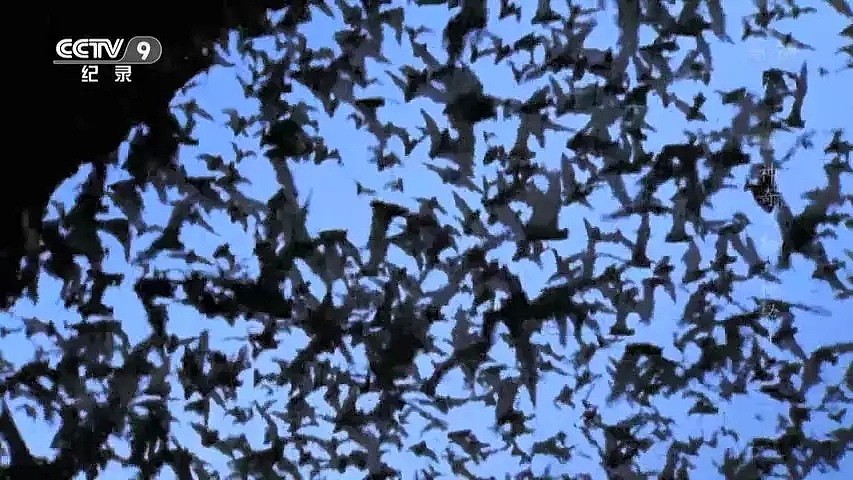 “蝙蝠，这个锅不背”，BBC这部纪录片为“第一背锅侠”鸣冤正名（组图） - 29