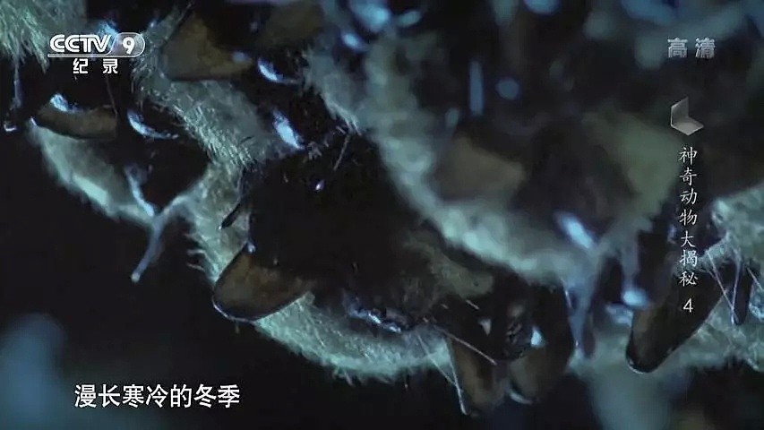 “蝙蝠，这个锅不背”，BBC这部纪录片为“第一背锅侠”鸣冤正名（组图） - 34