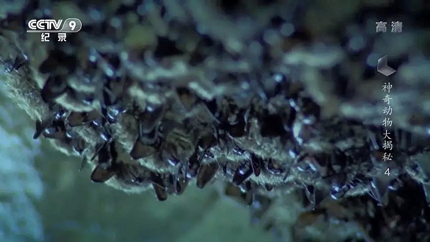 “蝙蝠，这个锅不背”，BBC这部纪录片为“第一背锅侠”鸣冤正名（组图） - 35