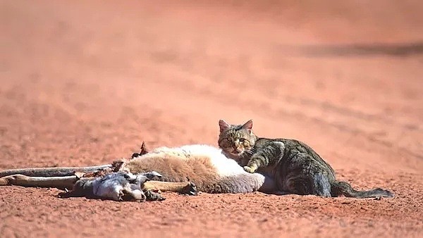 澳洲猎杀200万猫咪，世界最长防喵‘城墙’落成！这些泛滥动物，你意想不到！ - 9