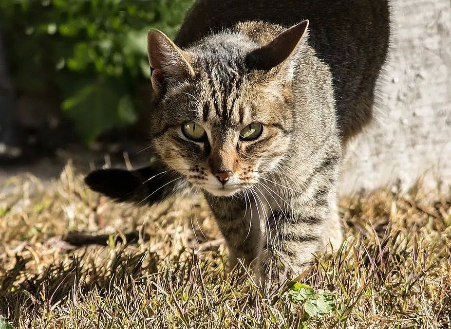 澳洲猎杀200万猫咪，世界最长防喵‘城墙’落成！这些泛滥动物，你意想不到！ - 18