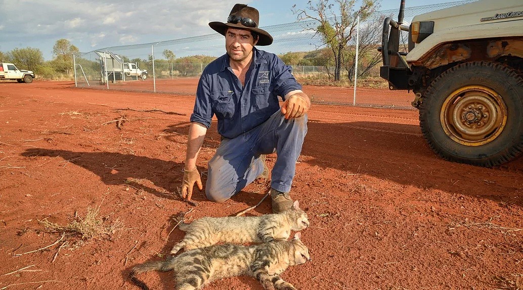 澳洲猎杀200万猫咪，世界最长防喵‘城墙’落成！这些泛滥动物，你意想不到！ - 23