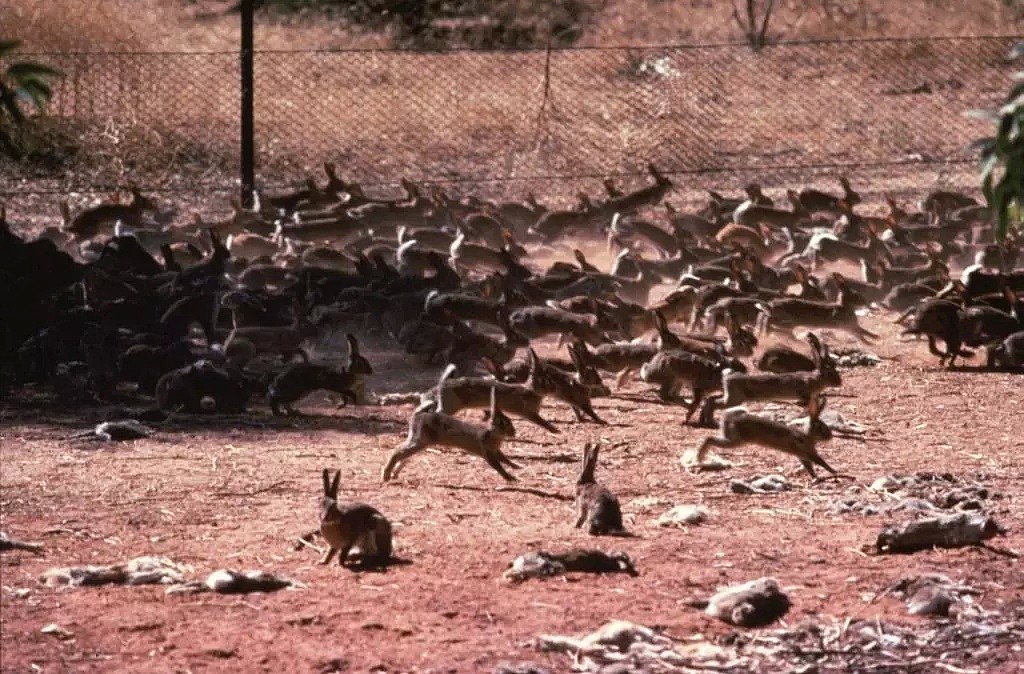 澳洲猎杀200万猫咪，世界最长防喵‘城墙’落成！这些泛滥动物，你意想不到！ - 27