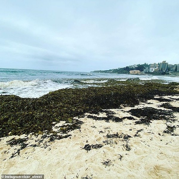 澳著名海滩被“绿了”？海藻泛滥发臭，海滩美景不在（组图） - 1