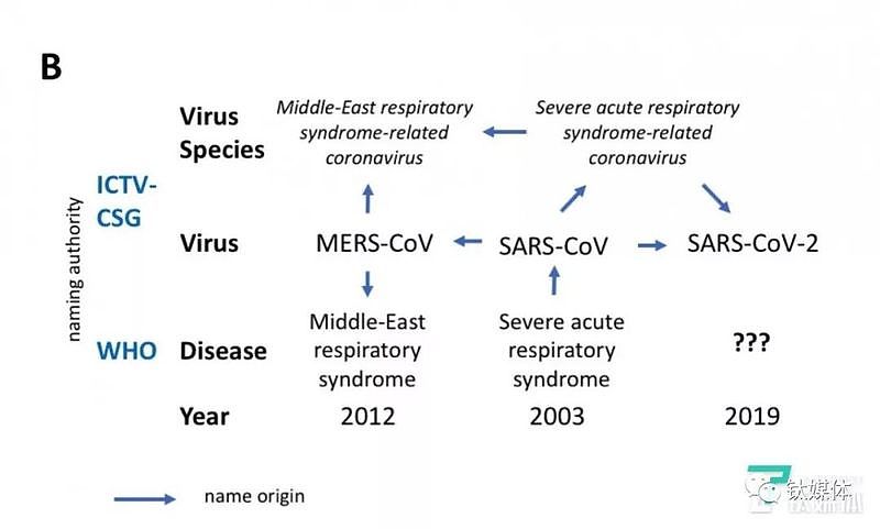 新冠被国际命名为SARS-CoV-2 谁故意隐瞒?（组图） - 5