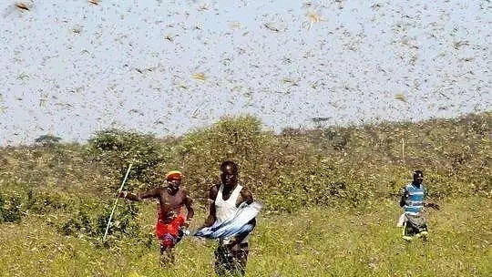 预警！近4000亿只蝗虫已到中国边境，蝗虫数一年半增6400万倍（组图） - 2