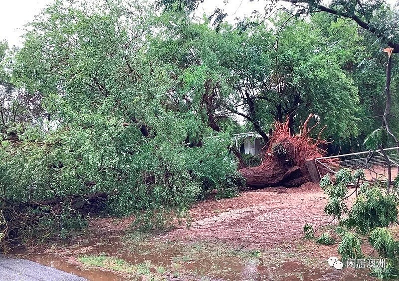 一位维州华女的自诉：我住的小镇遭遇狂风暴雨袭击后（组图） - 4